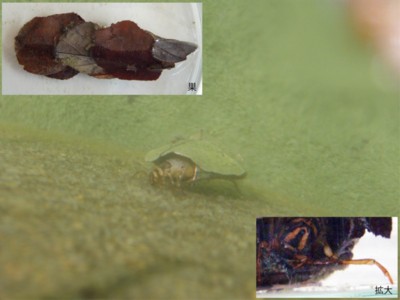 f:id:Naturalhistory:20090312135217j:image