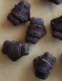 f:id:Naturalhistory:20090324090553j:image
