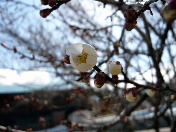 f:id:Naturalhistory:20090324174203g:image