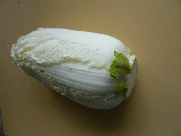 f:id:Naturalhistory:20090327185012g:image