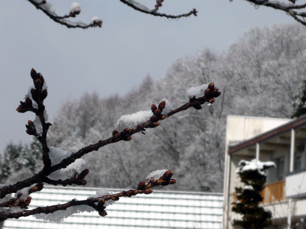 f:id:Naturalhistory:20090402204052g:image