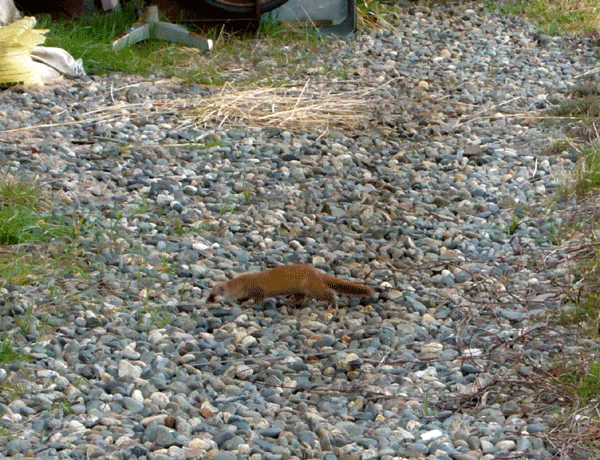 f:id:Naturalhistory:20090403171138g:image