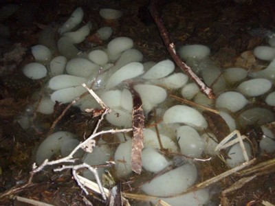 f:id:Naturalhistory:20090503184621j:image