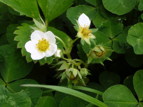 f:id:Naturalhistory:20090505170645g:image
