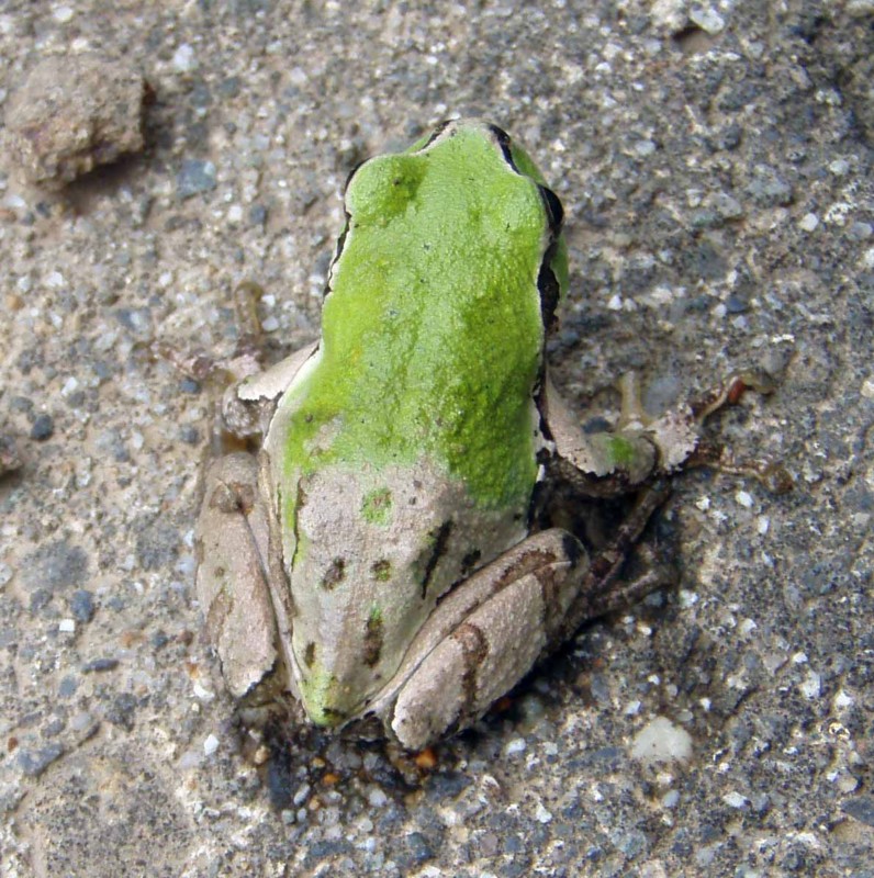 f:id:Naturalhistory:20090508162911j:image