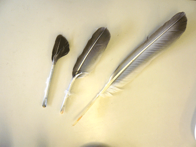 f:id:Naturalhistory:20090510180141g:image