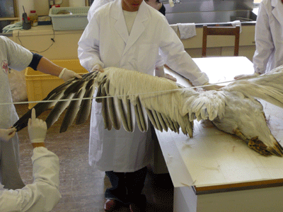 f:id:Naturalhistory:20090510180146g:image