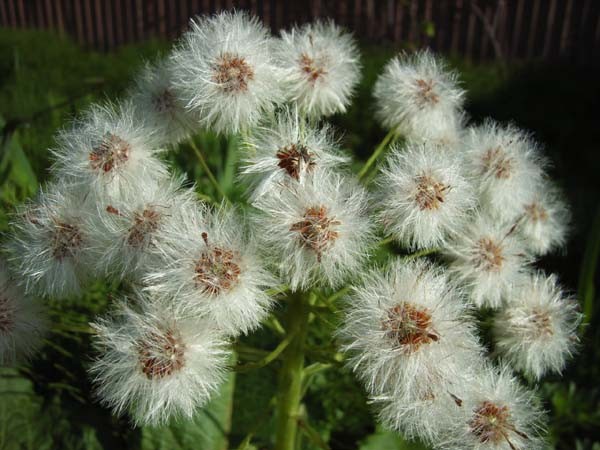 f:id:Naturalhistory:20090513163357j:image f:id:Naturalhistory:20090513163357j:image