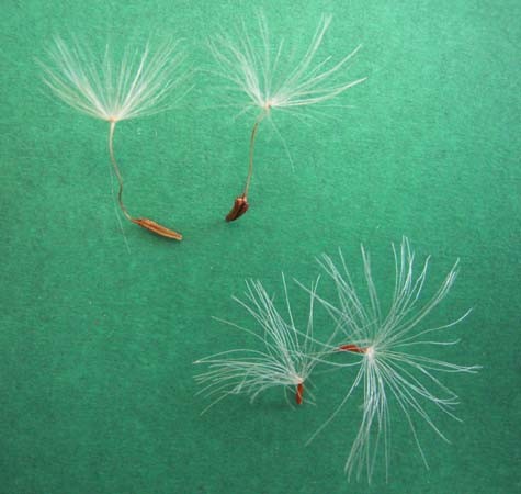 f:id:Naturalhistory:20090513164634j:image f:id:Naturalhistory:20090513164634j:image