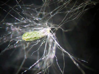 f:id:Naturalhistory:20090515170534g:image