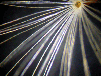 f:id:Naturalhistory:20090515170540g:image