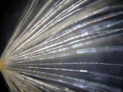 f:id:Naturalhistory:20090515170545g:image