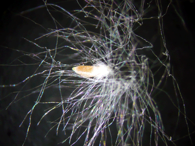 f:id:Naturalhistory:20090515171046g:image