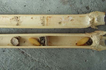f:id:Naturalhistory:20090516093602j:image