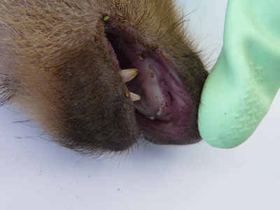 f:id:Naturalhistory:20090519174754g:image