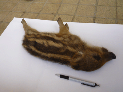 f:id:Naturalhistory:20090519174756g:image