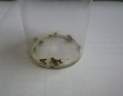 f:id:Naturalhistory:20090520174833g:image