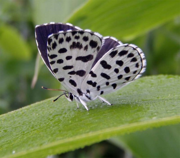 f:id:Naturalhistory:20090531150420j:image
