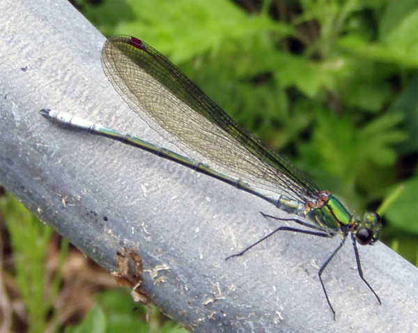 f:id:Naturalhistory:20090606172901j:image