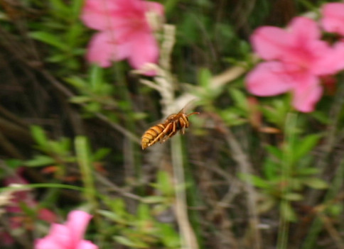 f:id:Naturalhistory:20090609162019j:image