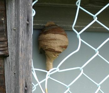f:id:Naturalhistory:20090609162051j:image