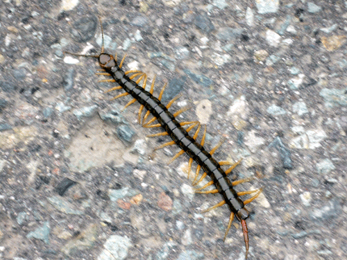 f:id:Naturalhistory:20090610182821g:image