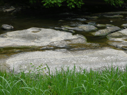 f:id:Naturalhistory:20090610182827g:image