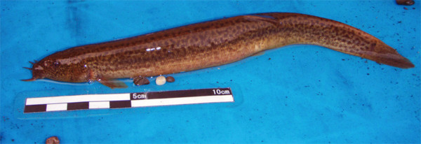 f:id:Naturalhistory:20090613175940j:image