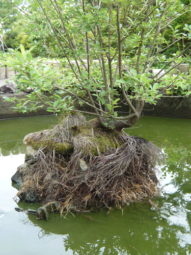 f:id:Naturalhistory:20090614211831g:image f:id:Naturalhistory:20090614211831g:image