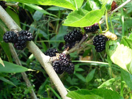 f:id:Naturalhistory:20090623180746g:image