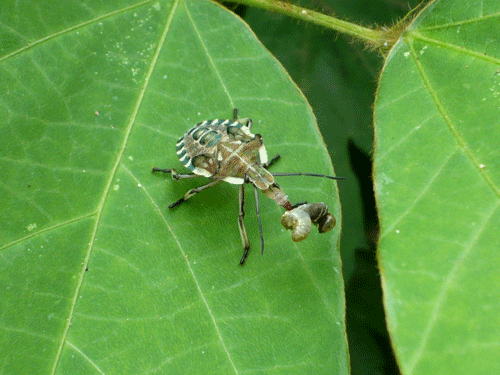 f:id:Naturalhistory:20090623180747g:image