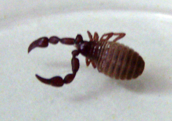 f:id:Naturalhistory:20090712174908j:image f:id:Naturalhistory:20090712174908j:image