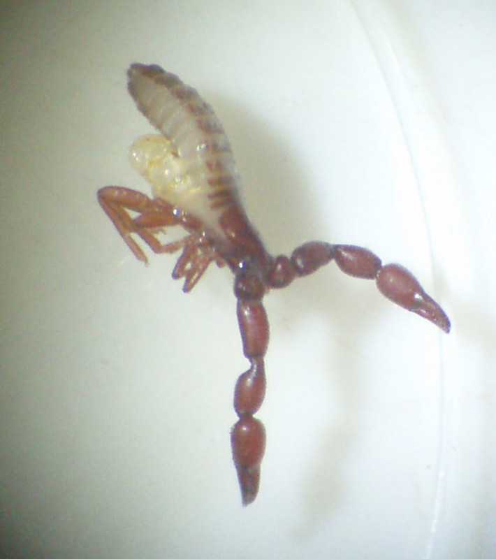 f:id:Naturalhistory:20090712174945j:image f:id:Naturalhistory:20090712174945j:image