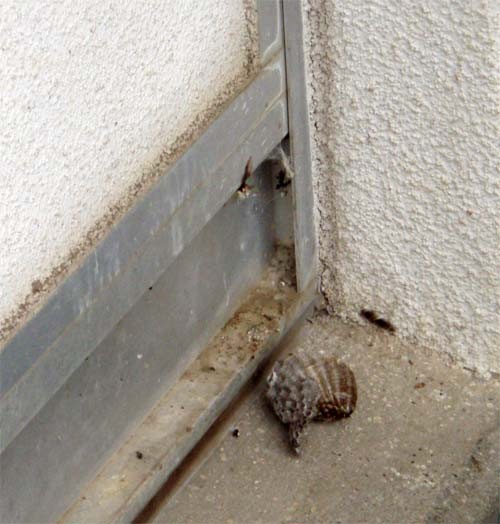f:id:Naturalhistory:20090714175731j:image