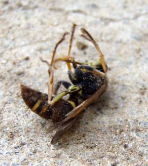 f:id:Naturalhistory:20090714175816j:image