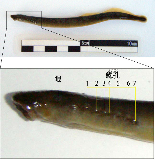 f:id:Naturalhistory:20090715190643j:image
