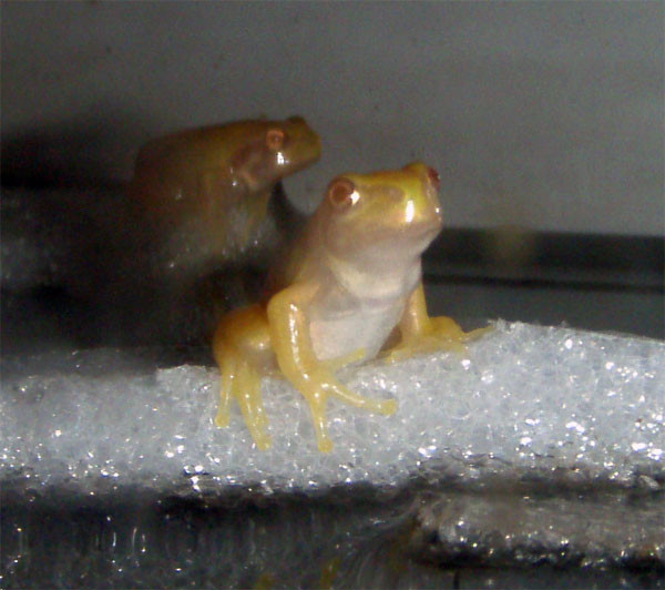 f:id:Naturalhistory:20090727170629j:image