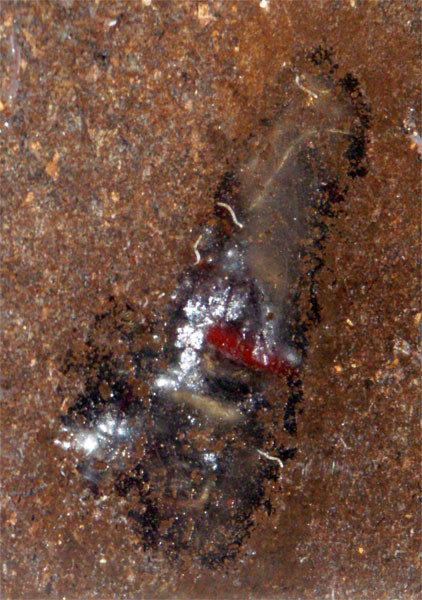 f:id:Naturalhistory:20090727170712j:image