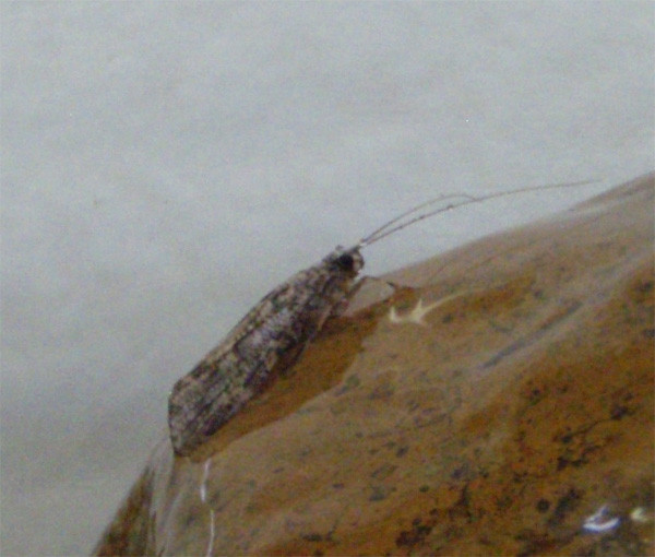 f:id:Naturalhistory:20090727171336j:image