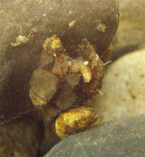 f:id:Naturalhistory:20090727171405j:image