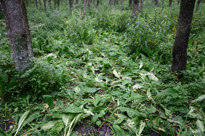 f:id:Naturalhistory:20090728141823j:image f:id:Naturalhistory:20090728141823j:image