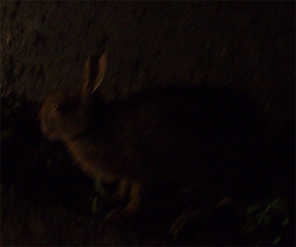 f:id:Naturalhistory:20090731120326j:image