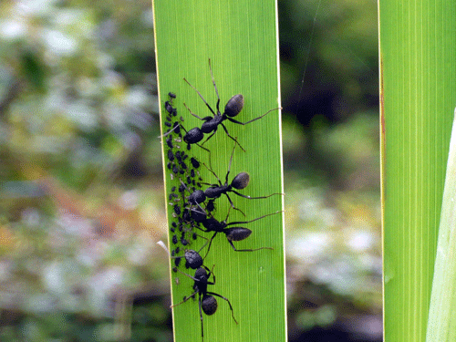 f:id:Naturalhistory:20090802173827g:image