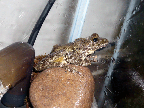 f:id:Naturalhistory:20090817182858g:image