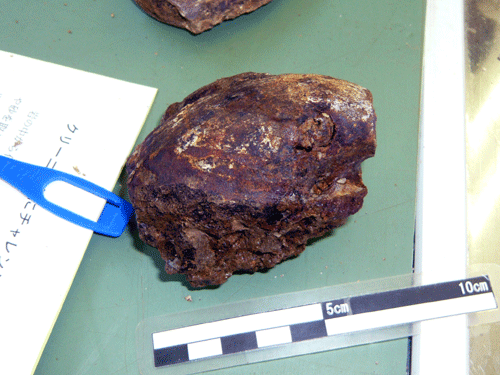 f:id:Naturalhistory:20090820181149g:image