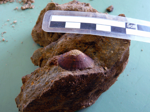 f:id:Naturalhistory:20090820181150g:image