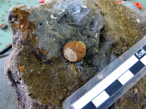 f:id:Naturalhistory:20090820181151g:image