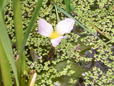 f:id:Naturalhistory:20090822120644j:image