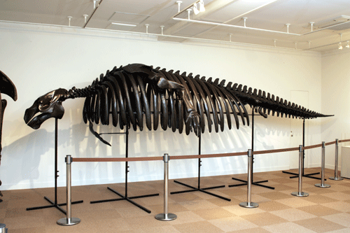 f:id:Naturalhistory:20090822173638g:image