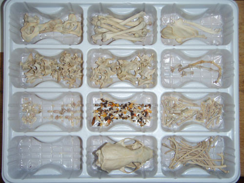 f:id:Naturalhistory:20090827172603j:image